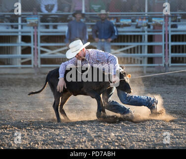 Ein Cowboy nimmt erfolgreich ein Kalb während der tie-down-Wettbewerb 2018 Deschutes County Fair Rodeo. Stockfoto