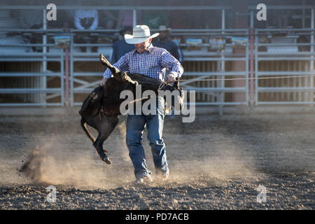 Ein Cowboy nimmt erfolgreich ein Kalb während der tie-down-Wettbewerb 2018 Deschutes County Fair Rodeo. Stockfoto