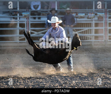 Ein Cowboy nimmt erfolgreich ein Kalb während der tie-down-Wettbewerb 2018 Deschutes County Fair Rodeo. Stockfoto