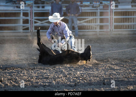 Ein Cowboy nimmt erfolgreich ein Kalb während der tie-down-Wettbewerb 2018 Deschutes County Fair Rodeo. Stockfoto