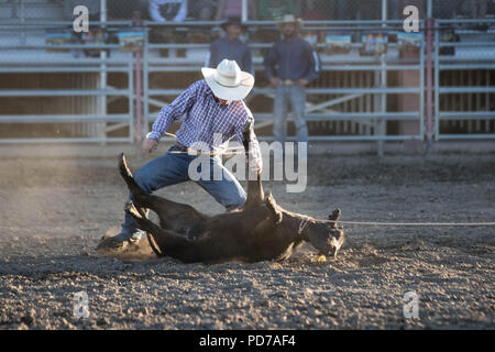 Ein Cowboy nimmt erfolgreich ein Kalb während der tie-down-Wettbewerb 2018 Deschutes County Fair Rodeo. Stockfoto