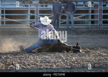 Ein Cowboy nimmt erfolgreich ein Kalb während der tie-down-Wettbewerb 2018 Deschutes County Fair Rodeo. Stockfoto