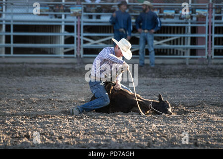 Ein Cowboy nimmt erfolgreich ein Kalb während der tie-down-Wettbewerb 2018 Deschutes County Fair Rodeo. Stockfoto