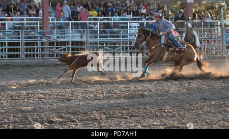 Ein Cowboy nimmt erfolgreich ein Kalb während der tie-down-Wettbewerb 2018 Deschutes County Fair Rodeo. Stockfoto