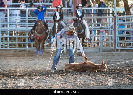 Ein Cowboy nimmt erfolgreich ein Kalb während der tie-down-Wettbewerb 2018 Deschutes County Fair Rodeo. Stockfoto