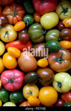 Gemischte Erbe Tomaten Stockfoto