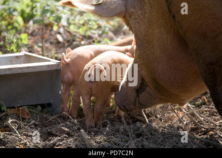 Leistungsbeschreibung Tamworth Schwein und Ferkel Stockfoto