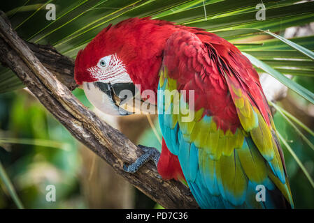 Eine bunte rot-grünen Ara (auch als Green-winged Macaw bekannt) im St. Augustine Alligator Farm Tierpark in St. Augustine, FL. (USA) Stockfoto