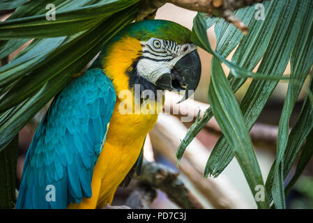 Eine bunte Blau-gelbe Ara (auch als Blau und Gold macaw bekannt) im St. Augustine Alligator Farm Tierpark in St. Augustine, FL. (USA) Stockfoto