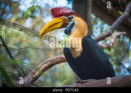 Bunte Sulawesi Red-Knobbed Nashornvogel (auch bekannt als Sulawesi zerknittert Hornbill) bei St. Augustine Alligator Farm Tierpark in St. Augustine, Stockfoto