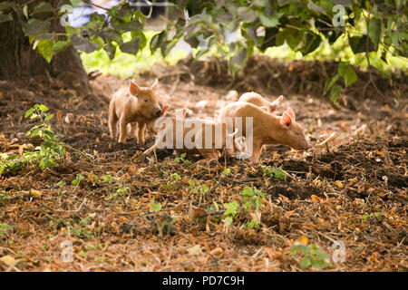 Tamworth Ferkel Stockfoto