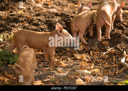 Tamworth Ferkel Stockfoto