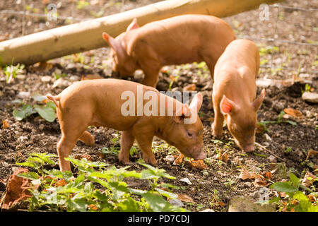 Tamworth Ferkel Stockfoto