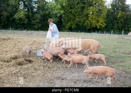 Boyton Bauernhof Schweine bei Fütterung Stockfoto