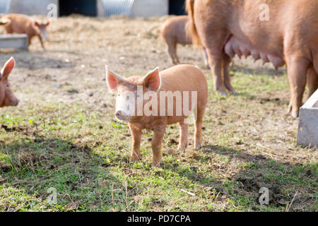 Boyton Bauernhof Schweine Stockfoto