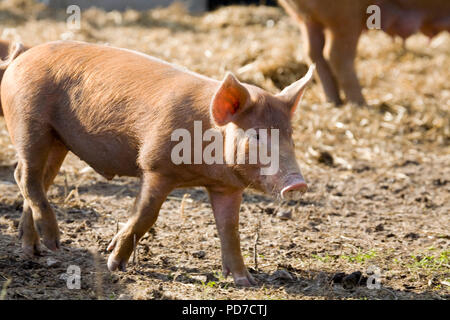 Ferkel Stockfoto