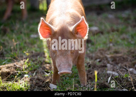 Ferkel in Boyton Farm Stockfoto