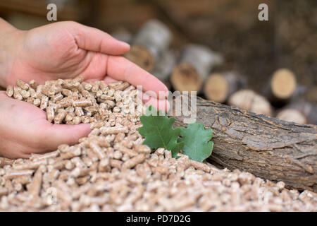 Eiche Biomasse in weibliche Hände - Nahaufnahme Stockfoto