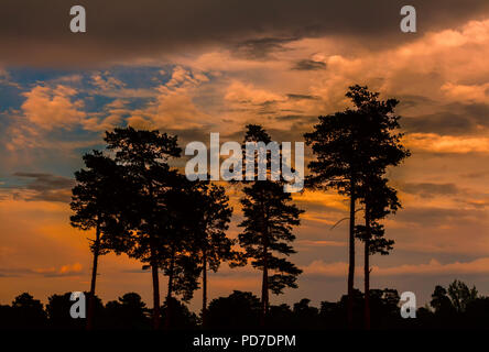 Einen atemberaubenden Sonnenuntergang im Yellowstone National Park in Wyoming im späten Frühjahr. Pinien bewaldeten Landschaft in Silhouette. Stockfoto