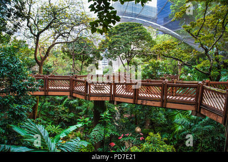 Erhöhten Laufsteg über baumkronen an Edward Youde Voliere Park in Hongkong, China Stockfoto