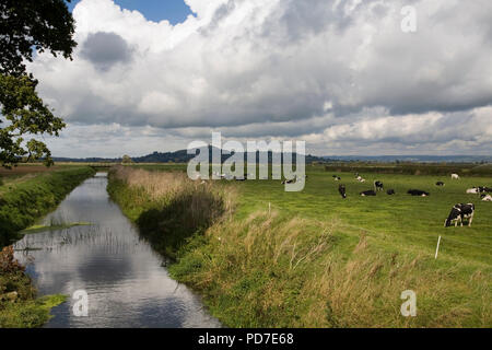 Rinder grasen Somerset Levels Glastonbury Tor Stockfoto