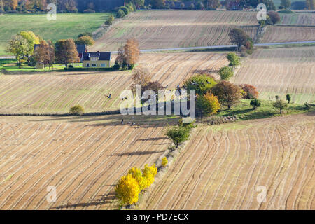 Herde von Kraniche fliegen über Felder im Herbst Stockfoto