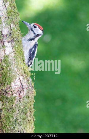 Juvenile Ur-buntspecht auf einem Moosigen Baum im Sommer Stockfoto