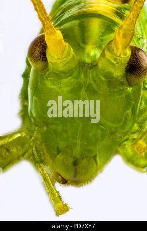 Schwerpunkt in der Nähe gestapelt der Kopf einer grünen Grass Hopper, Vorderansicht, auf weißem Hintergrund Stockfoto