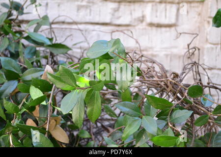 Efeu und Ziegel, Garten, Südafrika Stockfoto