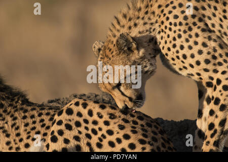 2 Geparden (Acinonyx jubatus) allogrooming miteinander verkleben in Manyeleti Private Game Reserve, Teil des Krüger National Park zu verbessern. Stockfoto