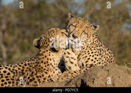 2 Geparden (Acinonyx jubatus) allogrooming miteinander verkleben in Manyeleti Private Game Reserve, Teil des Krüger National Park zu verbessern. Stockfoto