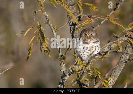 Afrikanische gesperrt Owlet (Glaucidium capense) Portrait von Manyeleti Game Reserve, Teil der Krüger Nationalpark in Südafrika Stockfoto