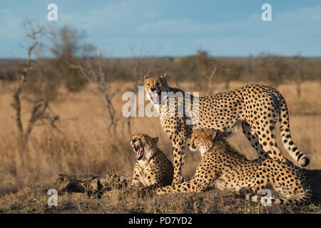 3 Gepard Brüder auf einen schönen Abend an Manyeleti Private Game Reserve, Teil des Krüger National Park Stockfoto