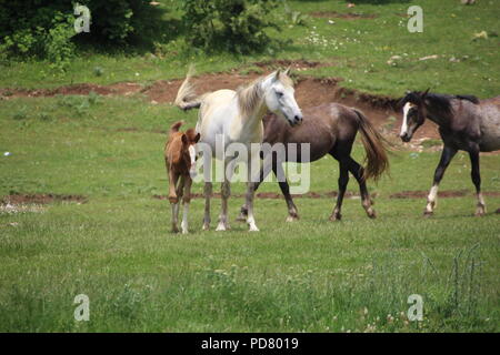 Running Horse Herde Stockfoto