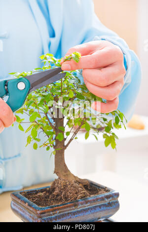 Frau mit traditionellen chinesischen einheitliche trimmen Bonsai Baum Stockfoto