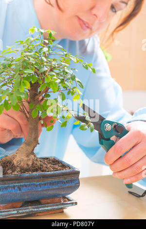 Schöne Frau das Tragen der traditionellen chinesischen einheitliche trimmen Bonsai Baum Stockfoto