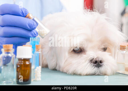 Vet Holding homöopathische Globuli für eine kleine Malteser Hund Stockfoto