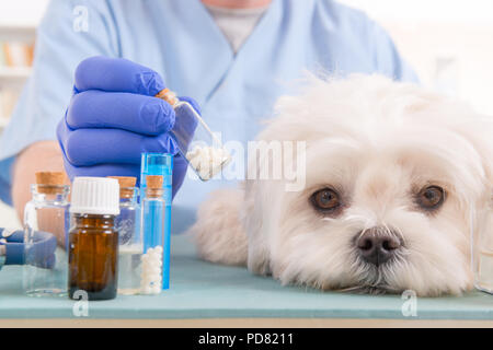 Vet Holding homöopathische Globuli für eine kleine Malteser Hund Stockfoto