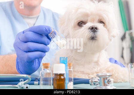 Vet Holding homöopathische Globuli für eine kleine Malteser Hund Stockfoto