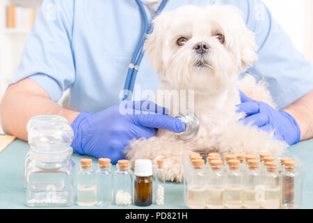 Tierarzt prüfen ein wenig Malteser Hund mit einem Stethoskop Stockfoto