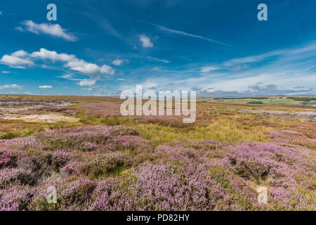 North Pennines AONB Landschaft, blühende Heidekraut Calluna Vulgaris auf die Pennine Way an Bowes Moor, County Durham. Großbritannien Stockfoto