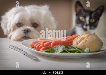 Niedlichen weißen Hund die maltesische und die Katze sitzt auf einem Stuhl am Tisch und Betteln wie Würstchen auf einem Teller. Stockfoto