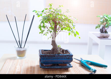 Schöne Bonsai Baum auf hölzernen Tisch Stockfoto