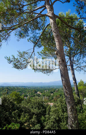 Mediterranen Wald, Saint-Maximin-la Sainte Baume, Var, Frankreich Stockfoto