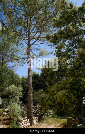 Mediterranen Wald, Saint-Maximin-la Sainte Baume, Var, Frankreich Stockfoto