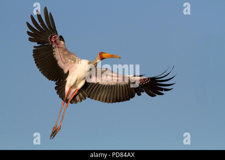 Nimmersatt im Flug Stockfoto