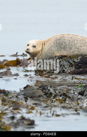 Seehund (Phoca vitulina) mitgeführt und auf Algen bedeckt Rock - Machrihanish, Kintyre, Schottland, Großbritannien Stockfoto