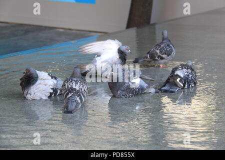 More London Riverside, London, UK. 7. August 2018. UK Wetter: An einem anderen Tag in London zu 33 C erreichen, lokale Tauben nutzen die vielen Wasserspielen an Mehr Londoner Riverside, London Bridge, um sich abzukühlen. Credit: PETER GRANT/Alamy Leben Nachrichten. Stockfoto