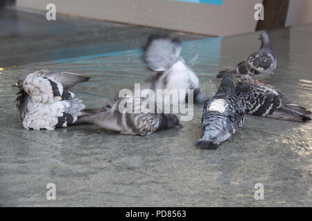 More London Riverside, London, UK. 7. August 2018. UK Wetter: An einem anderen Tag in London zu 33 C erreichen, lokale Tauben nutzen die vielen Wasserspielen an Mehr Londoner Riverside, London Bridge, um sich abzukühlen. Credit: PETER GRANT/Alamy Leben Nachrichten. Stockfoto