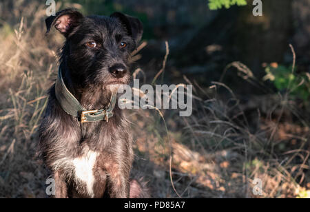 Berlin, Deutschland. 07 Aug, 2018. 07.08.2018, Berlin: Mongrel Hund Milo nimmt seinen ersten Sonnenbad am Morgen. Credit: Paul Zinken/dpa/Alamy leben Nachrichten Stockfoto